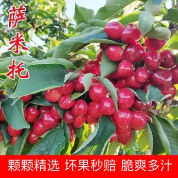 萨米脱樱桃，货源充足，规格齐全，供应电商平台