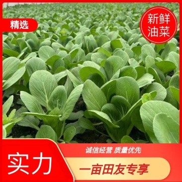 新鲜油菜，优选上海青，产地发货一手货源量大从优