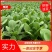 新鲜油菜，优选上海青，产地发货一手货源量大从优