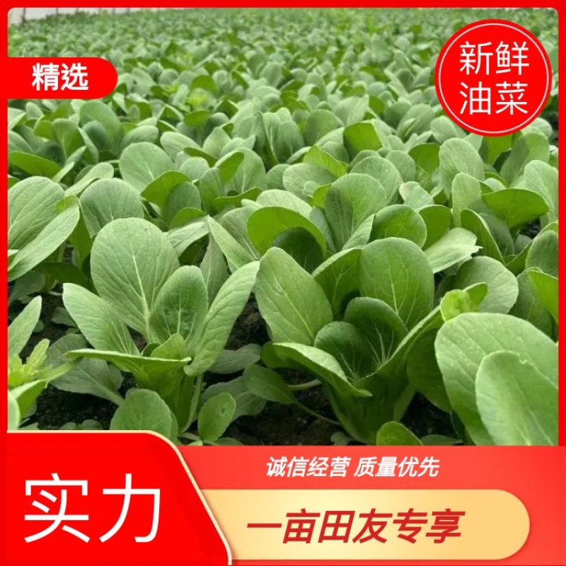 新鲜油菜，优选上海青，产地发货一手货源量大从优