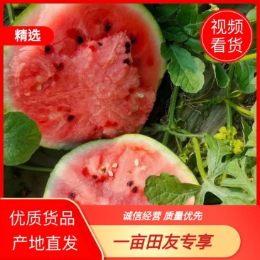 西瓜8424西瓜品质保障量大从优货源充足欢迎咨询