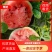 西瓜8424西瓜品质保障量大从优货源充足欢迎咨询