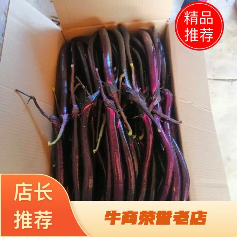 茄子产地现货大量供货欢迎前来咨询选购