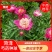 千层白色芍药种球全国发货保真保质价格优惠