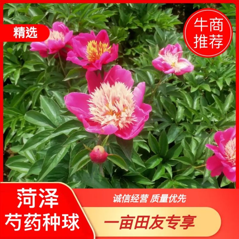 千层白色芍药种球全国发货保真保质价格优惠