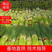 蒜苔精品红帽蒜苔产区直发保质保量全国