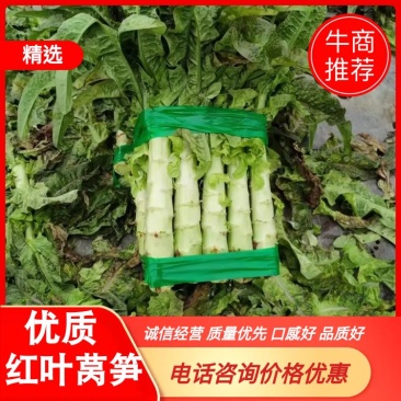 【荐】兰州高原夏菜精品红笋产地发货，诚信经营