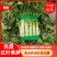 【荐】兰州高原夏菜精品红笋产地发货，诚信经营
