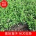 瓜子黄杨小苗50万棵扦插苗规格10公分左右苏北苗木基地