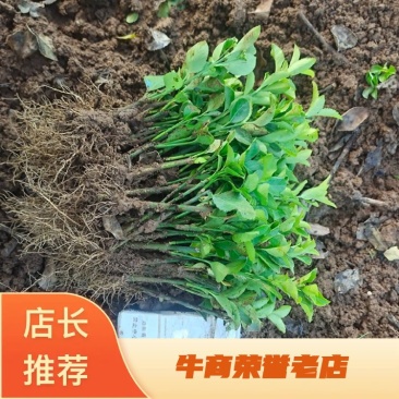 卫矛小苗基地批发苏北公鼎绿化苗木园艺场