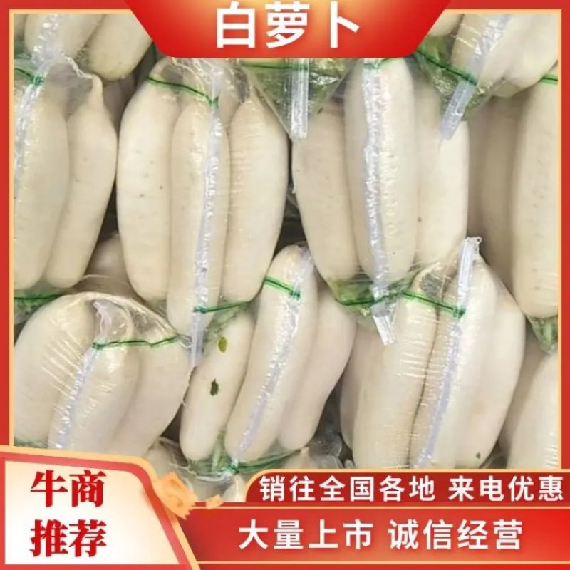 沙洋三排四排精品白萝卜质量优价格合理供应充足可发全国