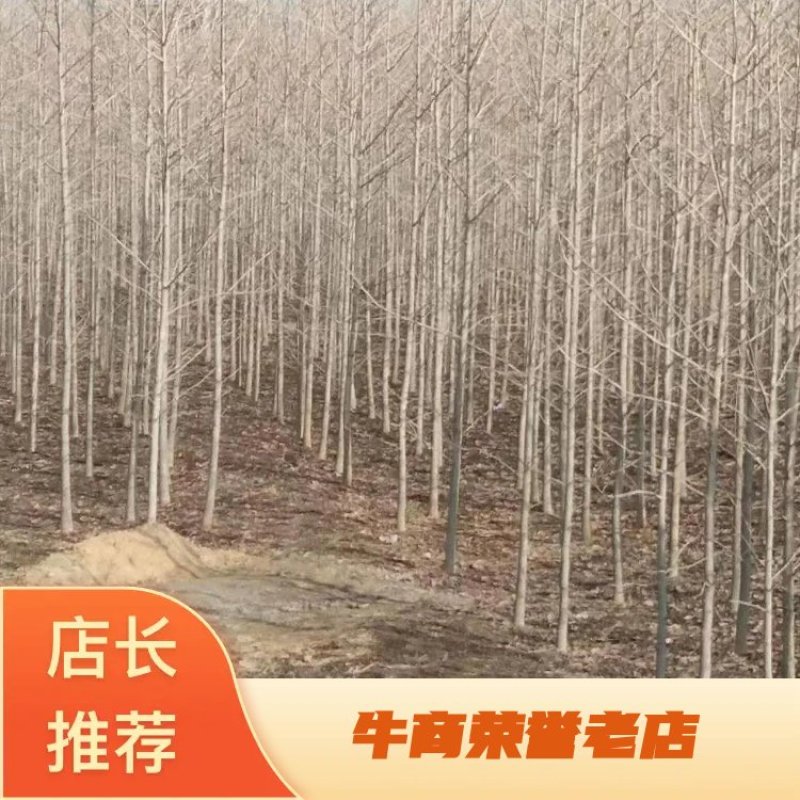 银杏苗1到6公分基地大量出售裸根带土球皆可保成活率