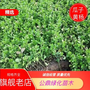 瓜子黄杨小苗50万棵扦插苗规格10公分左右苏北苗木基地
