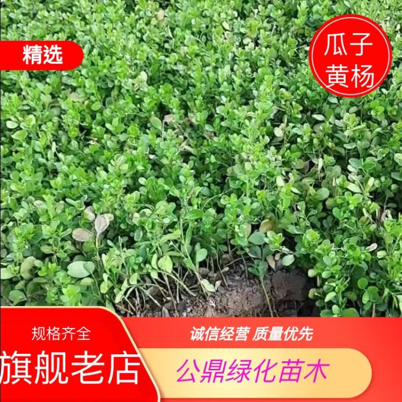 瓜子黄杨小苗50万棵扦插苗规格10公分左右苏北苗木基地