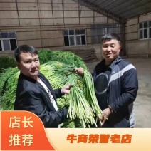 山东金乡蒜苔冷库货产地直发一手货源批发品质保证价格美