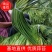 山东金乡蒜薹冷库货一手货源充足品质保证量大从优发全国