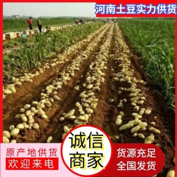 河南通许土豆，沃土，V7土豆，黄心土豆大量上市，新货，
