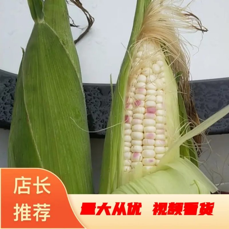 横州市甜玉米，花糯，上市了，欢迎新老客户