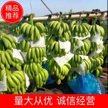 【批发】广西南宁横州市香蕉，香甜软糯，精品香蕉，欢迎进店