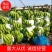 【批发】广西南宁横州市香蕉，香甜软糯，精品香蕉，欢迎进店联系