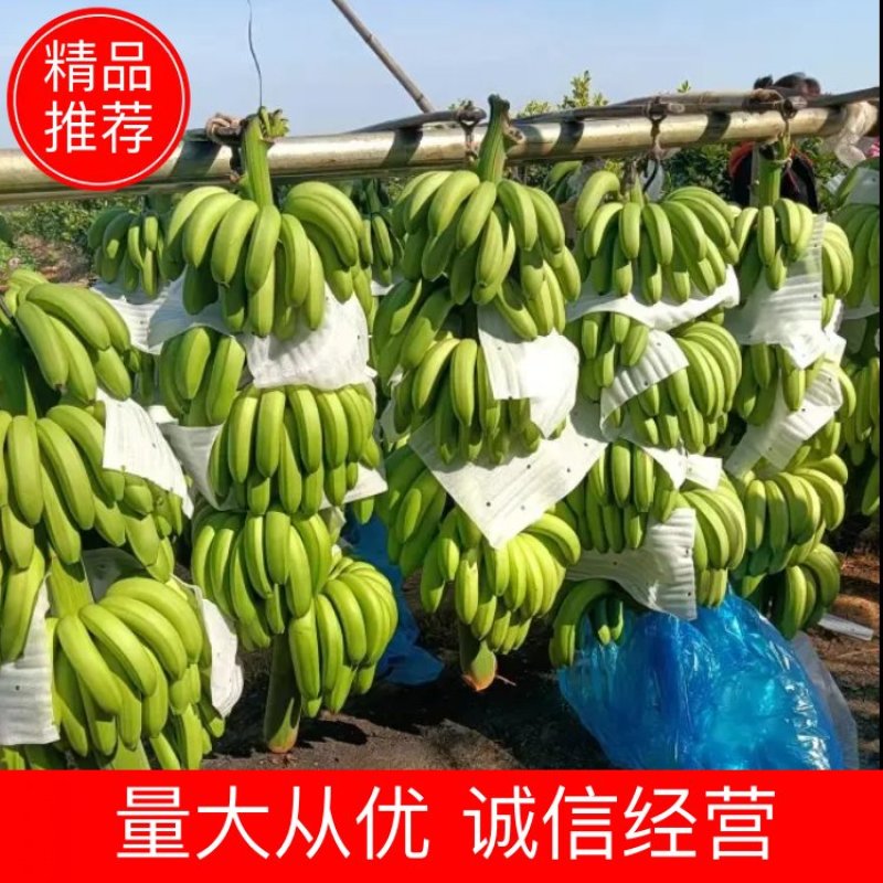 【批发】广西南宁横州市香蕉，香甜软糯，精品香蕉，欢迎进店联系