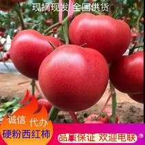 【热卖】精品西红柿，粉果，硬果产地大量上市，质量保证