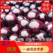 精品圆茄，河南紫光圆茄，大量上市，产地直发，保质保量