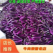 【实力供货】河南精品紫长茄，广茄，大量上市，提供装车