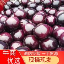 精品紫光圆茄，河南茄子，产地直发，保质保量
