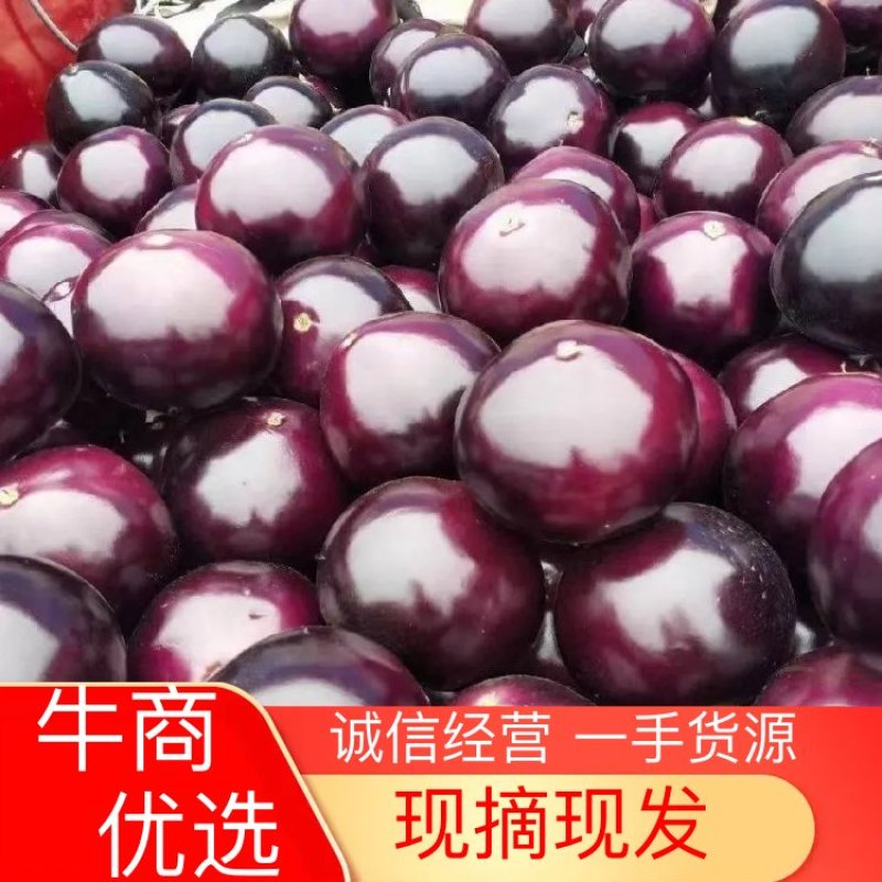 精品圆茄，河南茄子，产地直发，保质保量