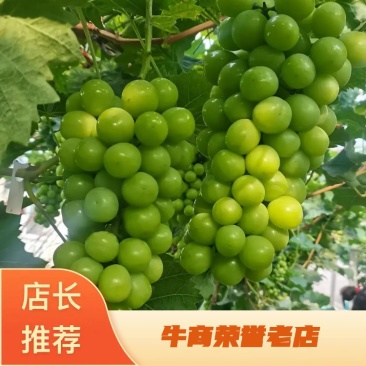 精品晴王基地直供大量上市品质保证诚信经营一手货源欢迎采购