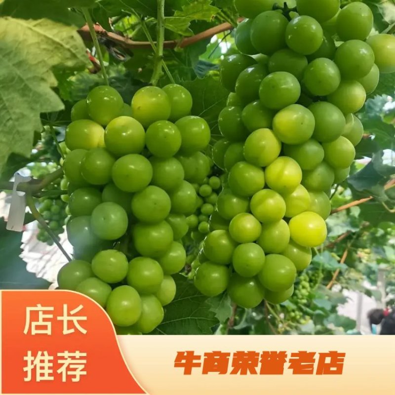 精品晴王基地直供大量上市品质保证诚信经营一手货源欢迎采购