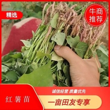 商暑19原种脱毒红薯苗，亩产8000斤，产地直发，一手货