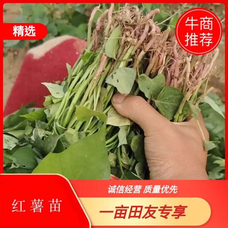商暑19原种脱毒红薯苗，亩产8000斤，产地直发，一手货