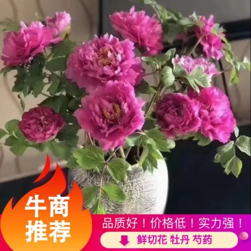 精品牡丹芍药鲜切花供应保品种保鲜花超级好看