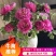 精品牡丹芍药鲜切花供应保品种保鲜花超级好看
