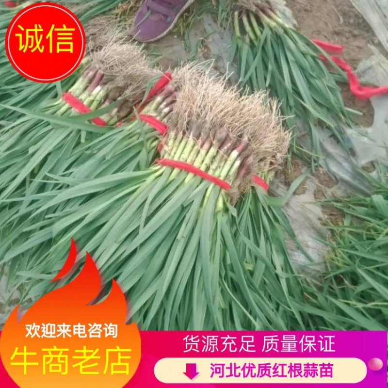 红根蒜苗场地直发，一年四季有货货源充足，质量保证