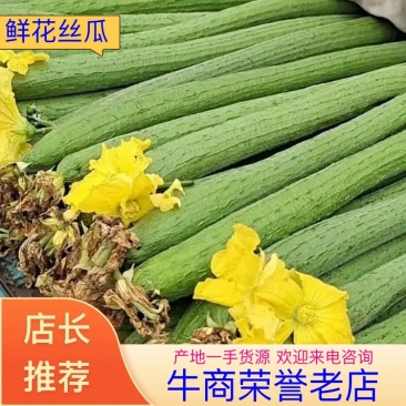 鲜花丝瓜可视频看货产地直发，价格优惠，质量保证