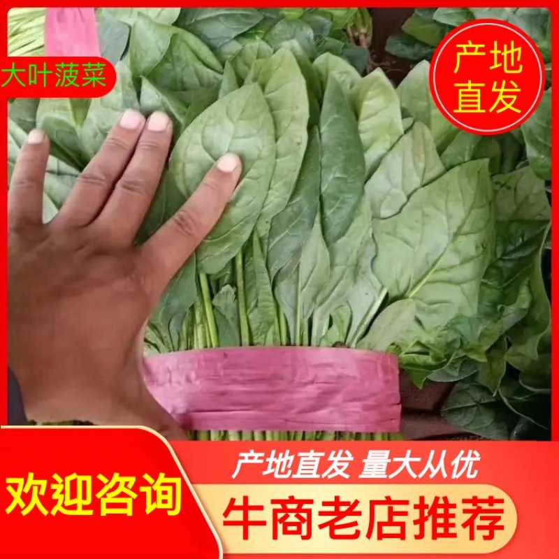 菠菜大量上市。20～25，产地直发欢迎咨询优惠