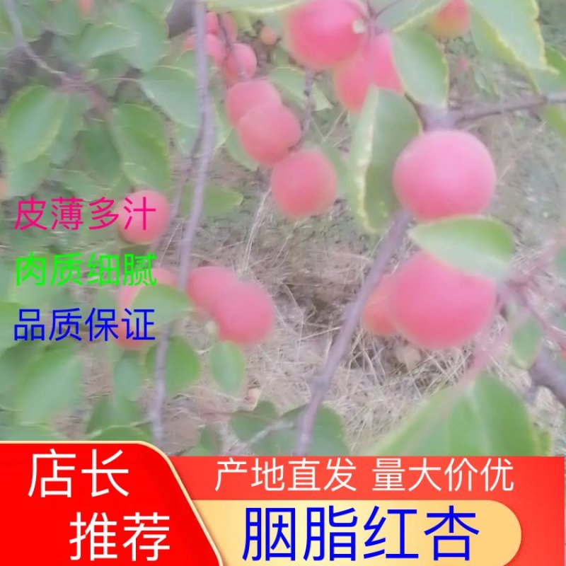 【胭脂杏】露地货大量即将上市品质保证味甜！欢迎来电