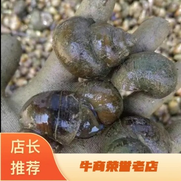 新鲜优质养殖淡水田螺种螺烧烤排挡酒店食用田螺大量供