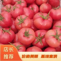 西红柿精品西红柿货源充足价格美丽基地直供全国