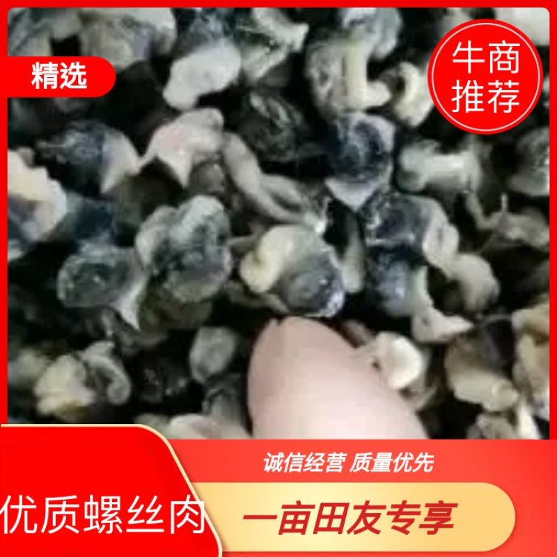 新鲜干净的优质螺丝肉厂家直销量大从优欢迎来电！