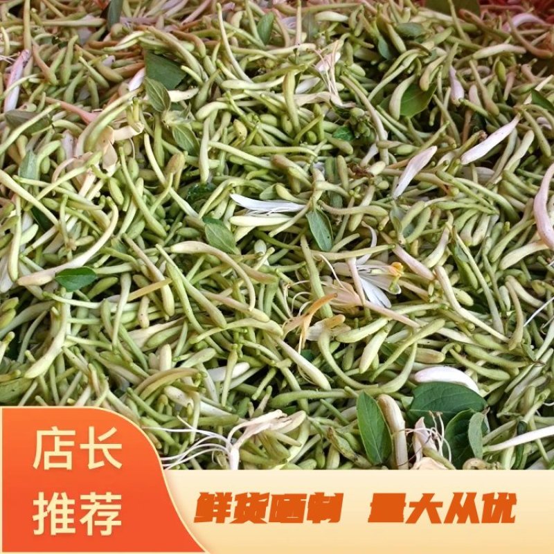 精品金银花鲜货晒制品质保障量大从优欢迎下单