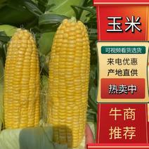【牛商】广东白玉米太阳花白糯米黑糯米价格询价