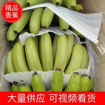 【香蕉】香蕉南天王大量上市品质保证可视频