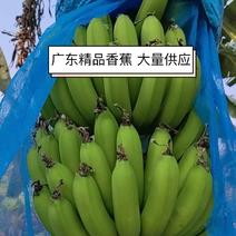 香蕉广东香蕉产地直发可视频品质保证欢迎咨询