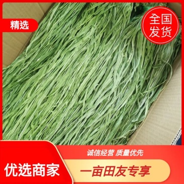 云南精品贡菜一级条菜，常年供货，量大从优