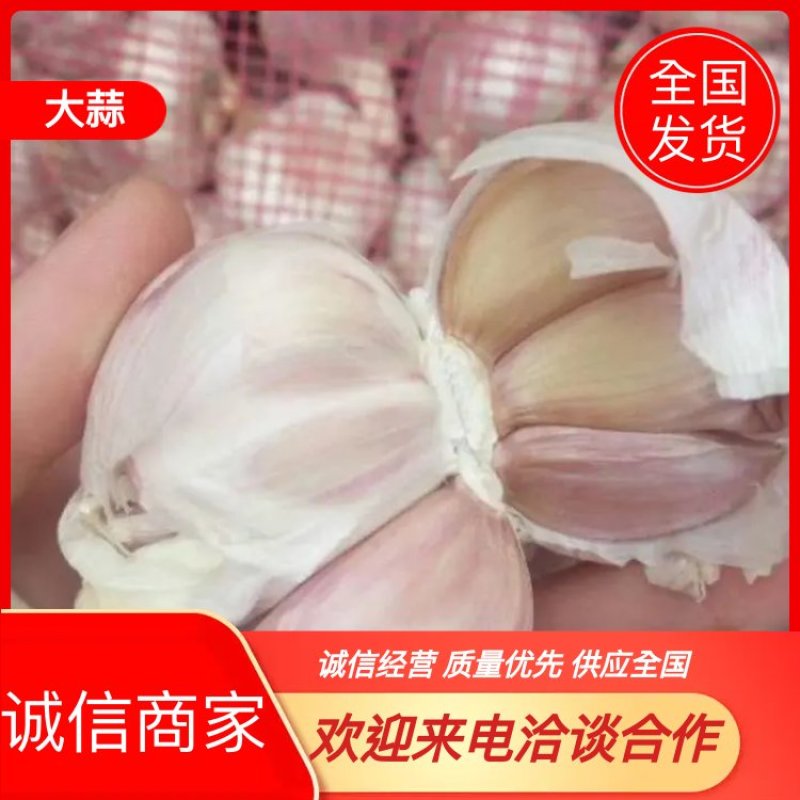 【精品红蒜】山东聊城莘县大蒜物美价廉！电商美团优选商品哦！