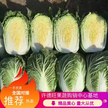 精品黄心大白菜，一手货源，产地直销，电联洽谈合作